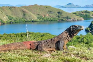 Sailing Around Komodo National Park