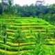 Balinese Culture & Rice Terraces